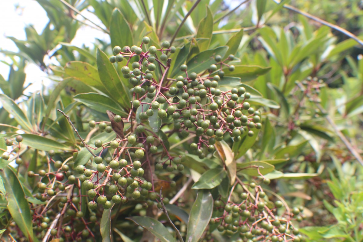 Ardisia rothii A.DC.